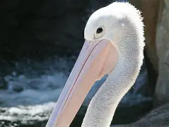 加时末段新奥尔良鹈鹕状态回暖犹他爵士今晨伤情更新，连对手都承认：成都蓉城迎亚冠关键赛(成都蓉城外援最新动态)